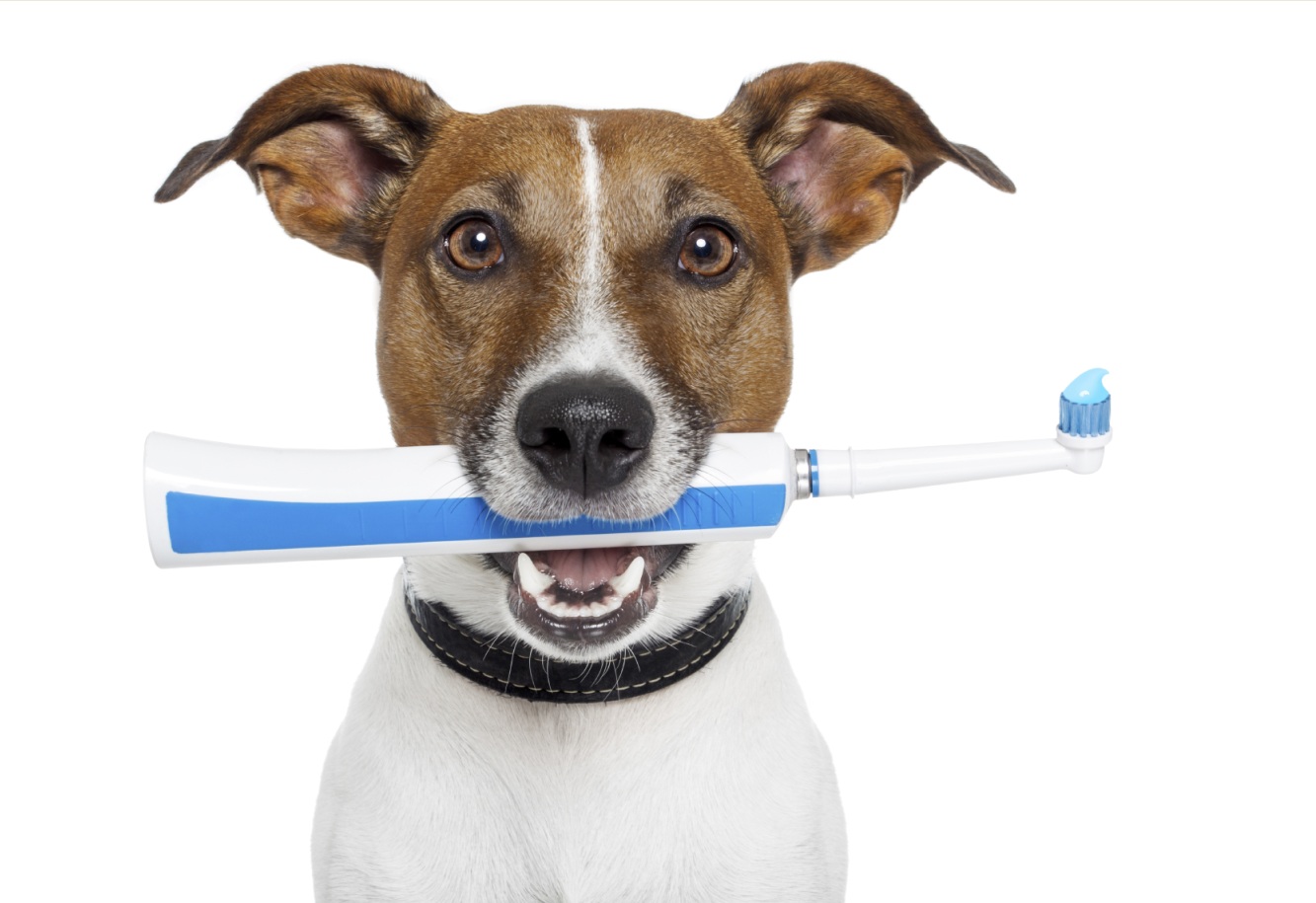 Наиболее распространенные стоматологические заболевания и болезненные состояния собак и пути их профилактики