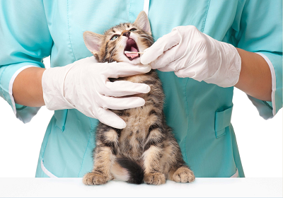 Резорбция зубов кошек