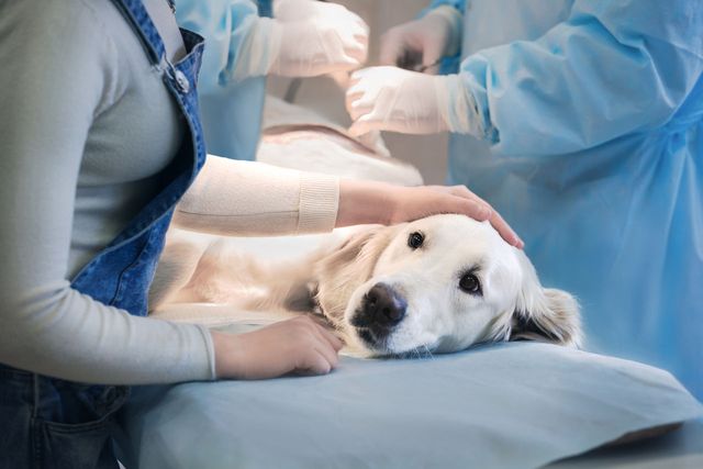 Опухоли молочной железы у собак