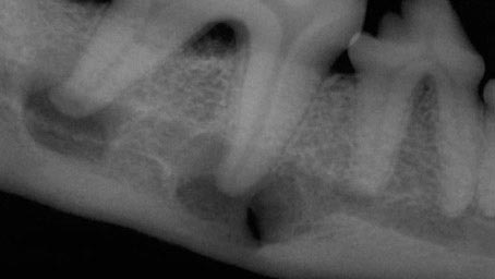 Дентальный рентген зубов собаке коту