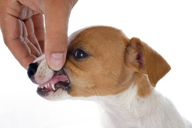 Молочные зубы у щенка